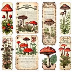 vintage mushrooms and plants on old paper