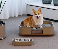 a corgi dog sitting on his bed next to two bowls and a plant