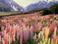 a field full of colorful flowers with a quote on the side that says, when life is rough, when life is great pray