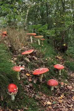 many red mushrooms growing on the side of a hill