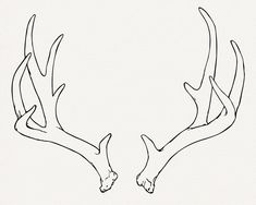 two deer's antlers facing each other in the same direction on a white background