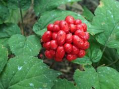 a bunch of berries that are on some leaves