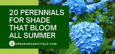 blue flowers with green leaves and the words 20 perennials for shade that bloom all summer