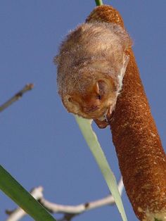 a small animal hanging upside down from a tree branch