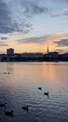 ducks are swimming in the water at sunset or dawn, with buildings in the background