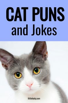 a gray and white cat with the caption cats puns and jokes