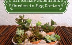 an egg carton filled with succulents and rocks