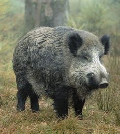 a wild boar is standing in the grass