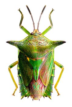 a close up of a green bug on a white background with clippings to the side