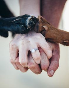 two hands holding a dog's paw with it's head on the other hand