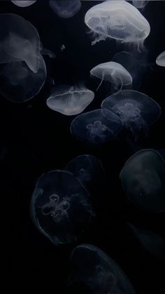 many jellyfish are swimming in the water