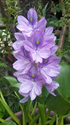 purple flowers are blooming in the garden