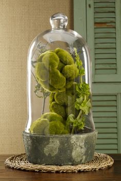 a glass clochet with moss in it sitting on a wooden table next to a window