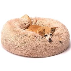 a small dog laying on top of a pet bed in the shape of a donut