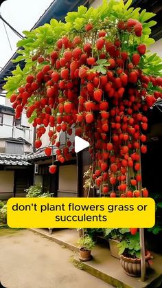 a bunch of strawberries hanging from a tree in front of a house with the words don't plant flowers grass or succulents