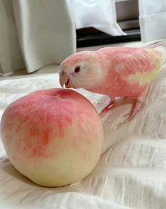 two pink birds standing next to each other on top of a white tablecloth covered bed