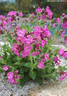 some pink flowers are growing out of the sand