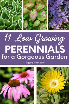 Learn about 11 Low Growing Perennials That Are Perfect for Ground Cover Planting. Ideal for best plants for landscaping front yards, full flower beds, and easy front flower bed ideas. Enhance flower beds on the side of the house with front yard landscaping perennials and simple bushes in front of the house. Perfect for perennial flower bed ideas front yard and easy garden plants to grow. Great for all your gardening landscaping ideas. No Flower Flower Bed Ideas, Low Perennial Flowers, Low Growing Perennials, Perenial Garden, Landscaping Front Yards, Front Flower Bed, Front Flower Beds