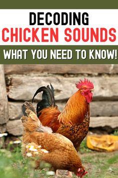 two chickens standing next to each other in the grass with text overlay that reads decoding chicken sounds what you need to know