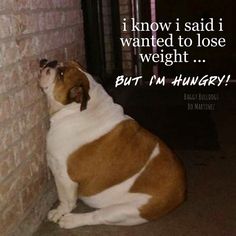 a brown and white dog sitting next to a brick wall with a quote on it