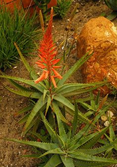 an orange flower is in the middle of some green plants and rocks on the ground