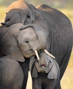 an adult elephant and two baby elephants standing next to each other in the grass with their tusks curled up