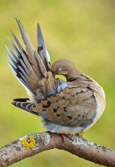 a bird sitting on top of a tree branch with its wings spread out and it's head turned to the side