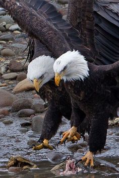 Henry Wong, Types Of Eagles, Flying Creatures, Big Bird