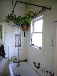 a bath tub sitting under a window next to a potted plant in a bathroom