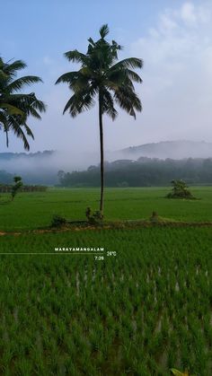 two palm trees in the middle of a green field