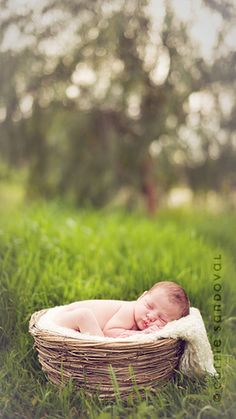 a baby is laying in a basket on the grass with trees in the back ground