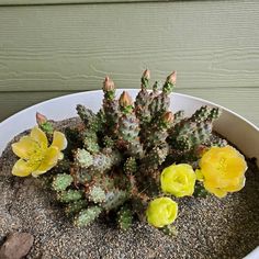 small yellow flowers are growing in a white pot