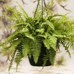 a green plant hanging from a ceiling in front of a wall