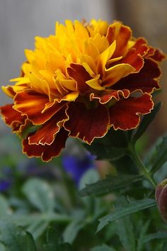 an orange and yellow flower with green leaves