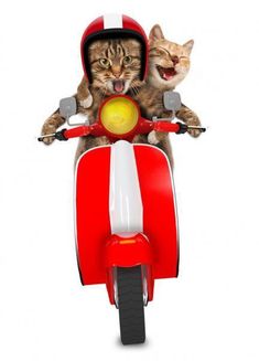 two cats riding on the back of a red motor scooter and one cat with its mouth open