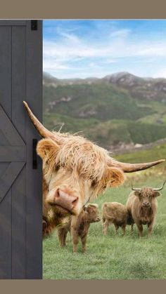 a cow with long horns standing in front of an open barn door and some other animals