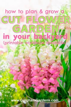 pink and white flowers in a pot with text overlay how to plan & grow a cut flower garden in your backyard