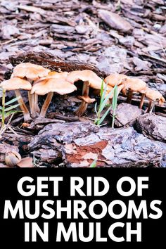 mushrooms growing out of the ground with text that reads get rid of mushrooms in mulch