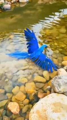 a blue bird with its wings spread out flying over rocks in the water near some rocks