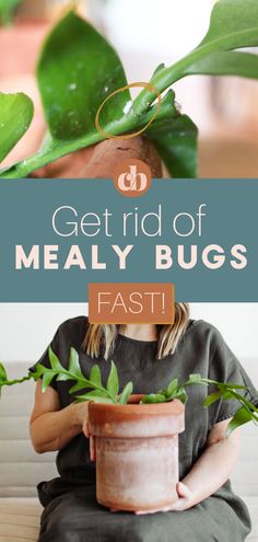 a woman holding a potted plant with the words get rid of meal bugs fast