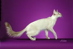 a white cat walking across a purple background