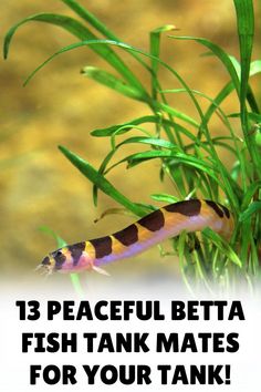 a fish that is sitting on some grass with the words 13 peaceful betta fish tank mates for your tank