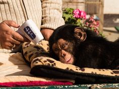 a baby chimpan holding a cup while laying on top of a blanket next to a person