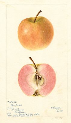 an apple is shown in this antique drawing