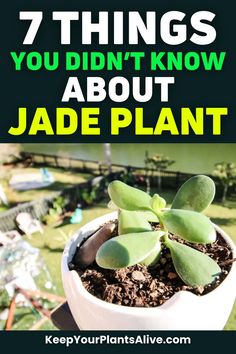 a potted plant with the words 7 things you didn't know about jade plant