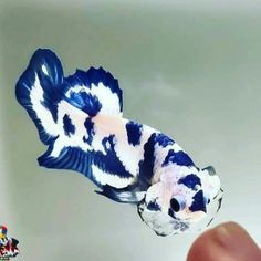 a blue and white fish is being held up by someone's hand in the air