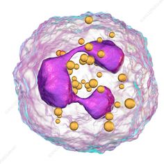 an animal cell with purple and yellow balls in it's center, surrounded by white matter