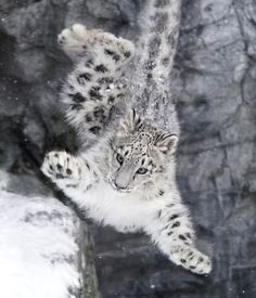 a snow leopard is jumping in the air