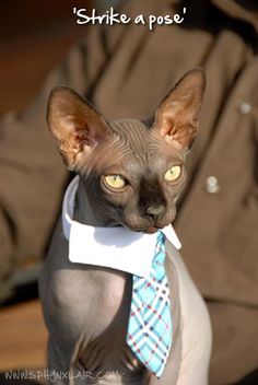 a hairless cat wearing a neck tie and looking at the camera with a caption that says strike a pose