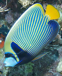 a blue and yellow striped fish swimming in the water near some corals on the ocean floor